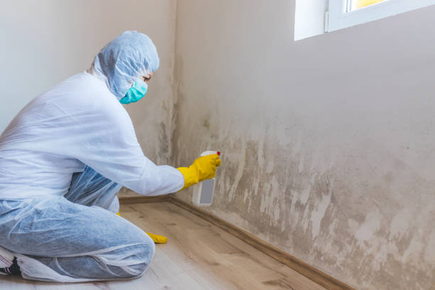Licensed Mold Inspection service in Saint Johns, FL - WQB Mold Removal