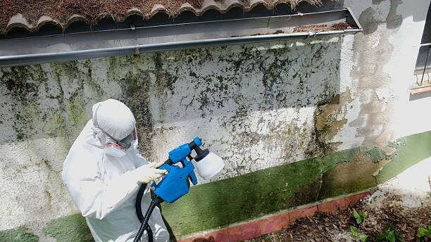 Top rated local Mold Inspection specialists in Saint Johns, FL